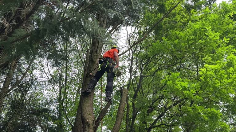 Best Emergency Tree Removal  in New Holstein, WI