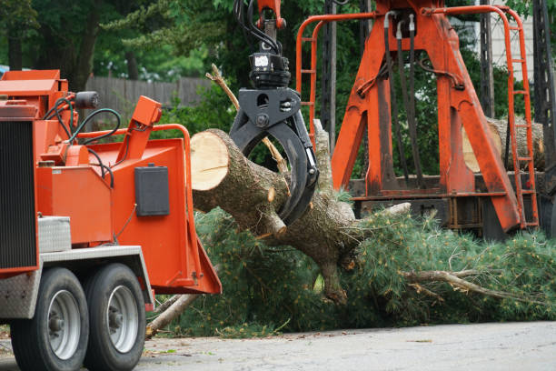 How Our Tree Care Process Works  in  New Holstein, WI